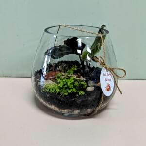 Small Terrarium