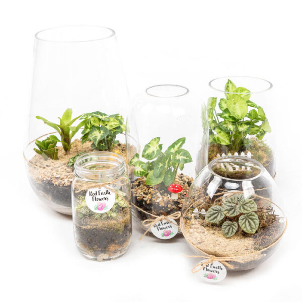 Terrarium